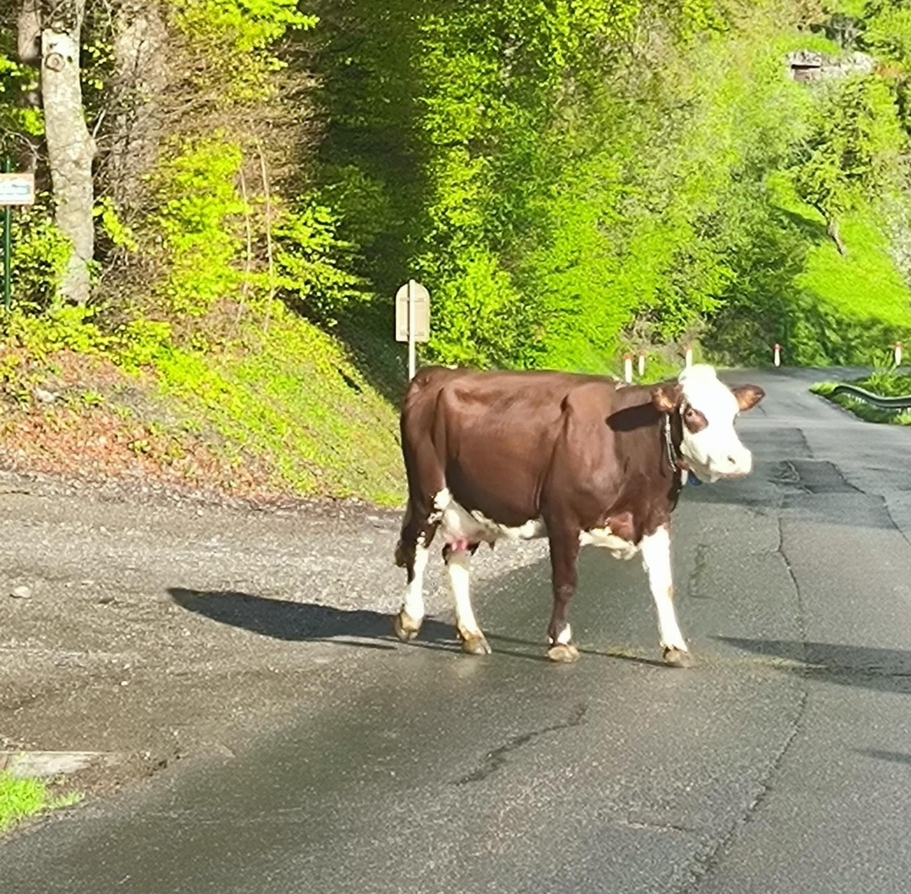 A Cordon Entre Bois Et Nature Zewnętrze zdjęcie
